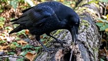 🐦🧠 Os corvos e sua  inteligência