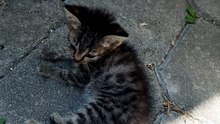 Baby cat