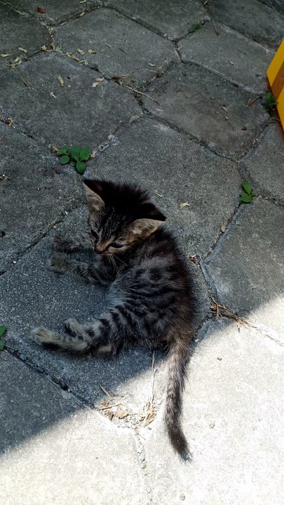 Baby cat