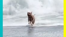 Perrito es arrastrado por una ola y el momento conmueve en redes