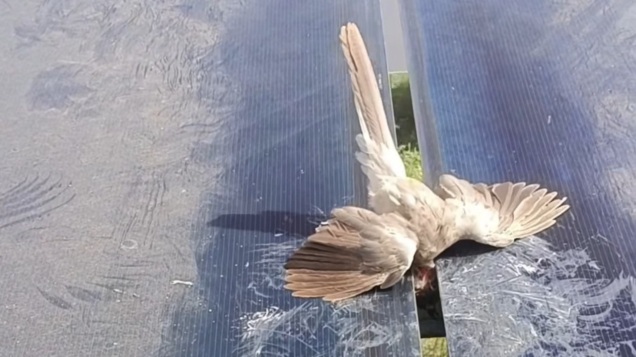Men Quickly Assist Trapped Bird Between Solar Panels