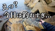 【穴釣り】えっ？今日は釣れすぎ！カサゴが爆釣しました！