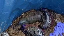 Portuguese man o' war spread in Spain: what to do if you are stung
