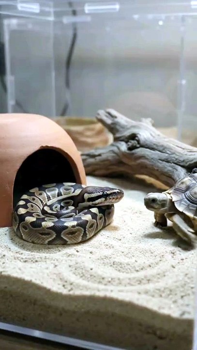 Baby Tortoise's Calm Encounter with a Ball Python - video Dailymotion