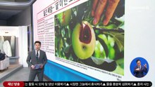 김진의 돌직구쇼 – 8월 7일 신문브리핑