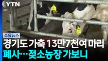찜통더위에 경기도 가축 13만7천여 마리 폐사...젖소농장 가 보니 / YTN