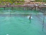 xcaret dauphins 2008