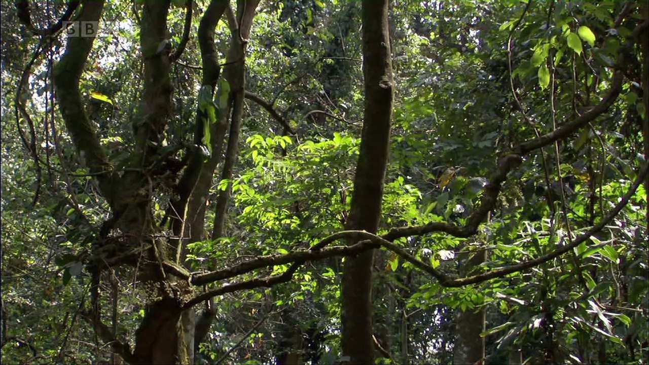 Ant Attack - BBC Natural World 2006