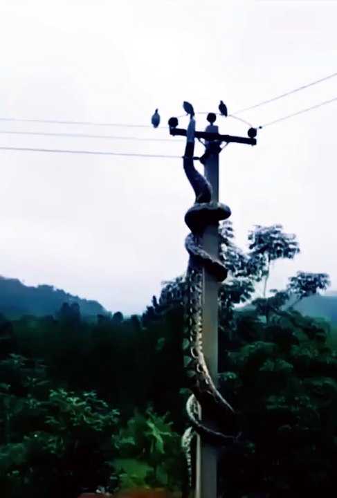 Boa muere electrocutada al intentar cazar un ave en un poste