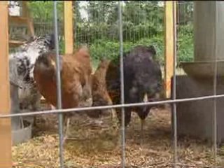 Backyard Chickens in Wake Forest