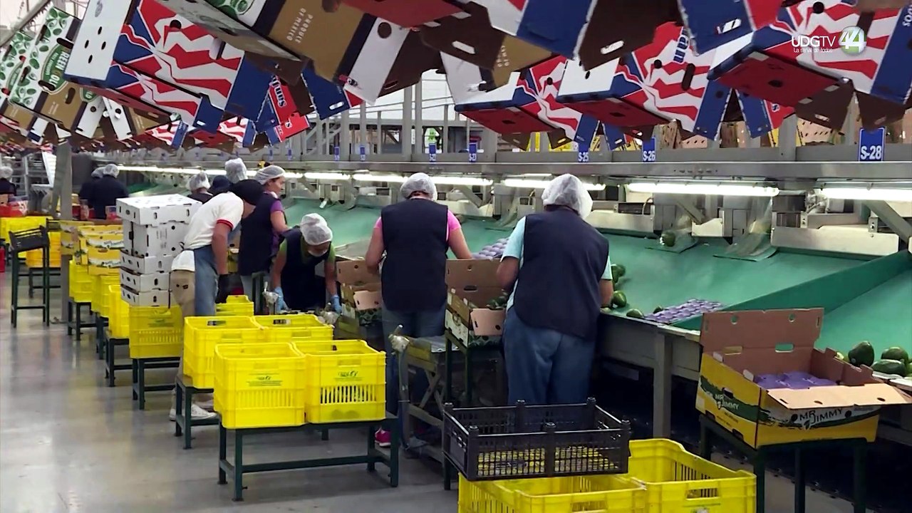 Urge Jalisco a que México exporte más aguacate a Estados Unidos por la competencia en Sudamérica
