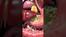 Inside Your Body: The Journey of a Banana | 3D Digestive Animation