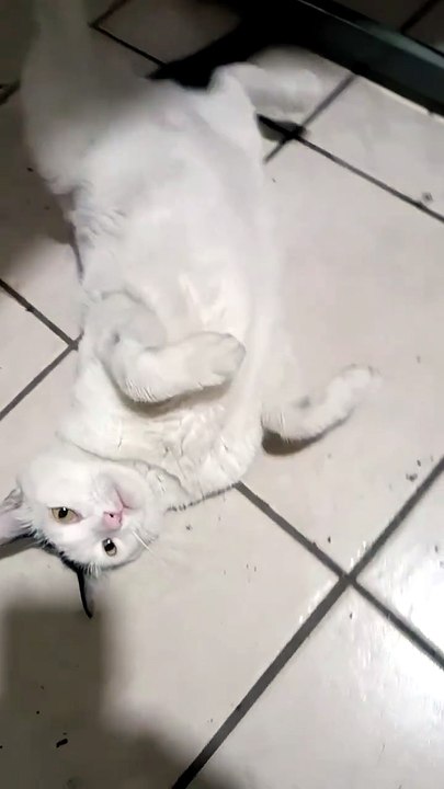 🐱💻 El Gato Pernanca visita la oficina y se duerme en mis pies 🎊😴 #Felinos #Mascotas