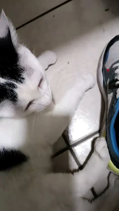😺💻 El Gato Pernanca convierte mi oficina en su lugar de descanso 🎊🐾 #Felinos #Mascotas