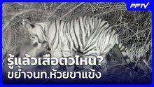 รู้แล้วเสือตัวไหน? ขย้ำจนท.ห้วยขาแข้ง| โชว์ข่าวเช้านี้ | 7 ส.ค. 69