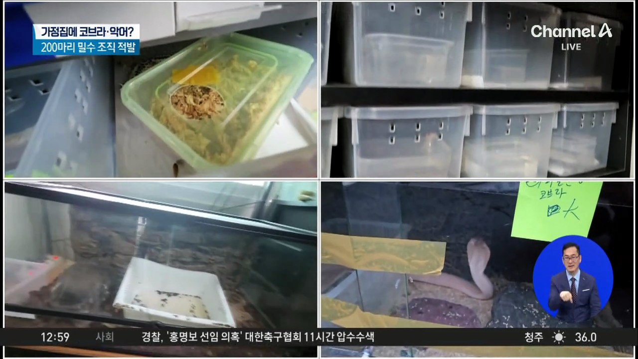 가정집에 코브라·악어?…200마리 밀수 조직 적발
