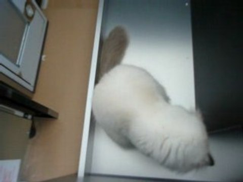 Il est foufou mon frère Couartzou