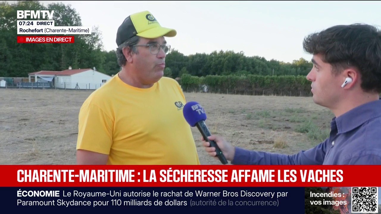 "Je n'ai jamais connu une année de sécheresse comme celle-ci": en Charente-Maritime, à cause de la sécheresse, l'herbe de cette prairie n'est plus comestible pour les vaches depuis le 1er juin