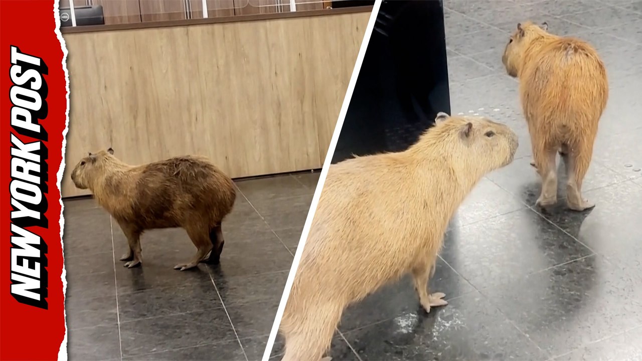 Capybaras roaming halls of Brazil state legislature