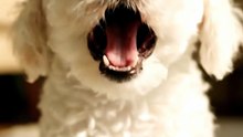 Bichon Frise Cute Puppy Barking So Charming 2026