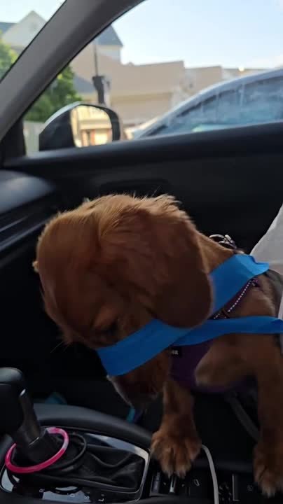 Dachshund Turns Tiny Bag Strap Into Big Emergency