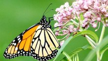 Little-Known Tips for Growing Milkweed for Monarchs