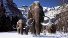 DNA Evidence Traces Woolly Mammoths Across Mainland North America