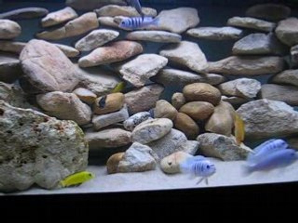 2 males zebra hara galleyra