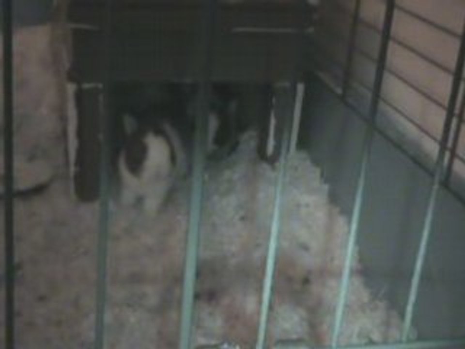 Bébés lapins 15 jours