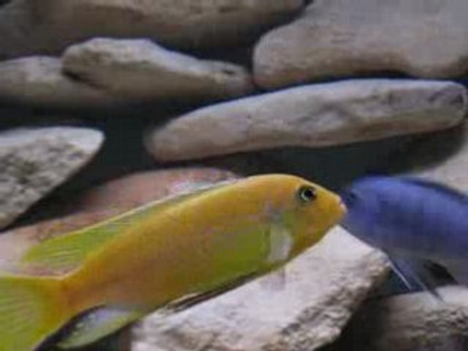 Male Pseudotropheus kingsizei Lupingu