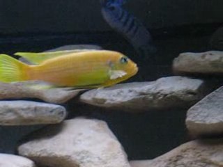 Male Pseudotropheus sp. kingsizei Lupingu