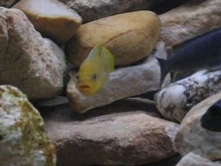 Male Pseudotropheus sp. kingsizei Lupingu 2