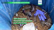 Espanha: multiplicam-se caravelas-portuguesas, como agir perante uma picada?