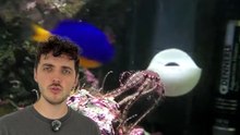 Ce qui ressemble à une danse est en fait... #aquarium #ocean #reproduction #animaux #nature