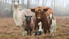 12 Most Beautiful Farm Animals Across the World