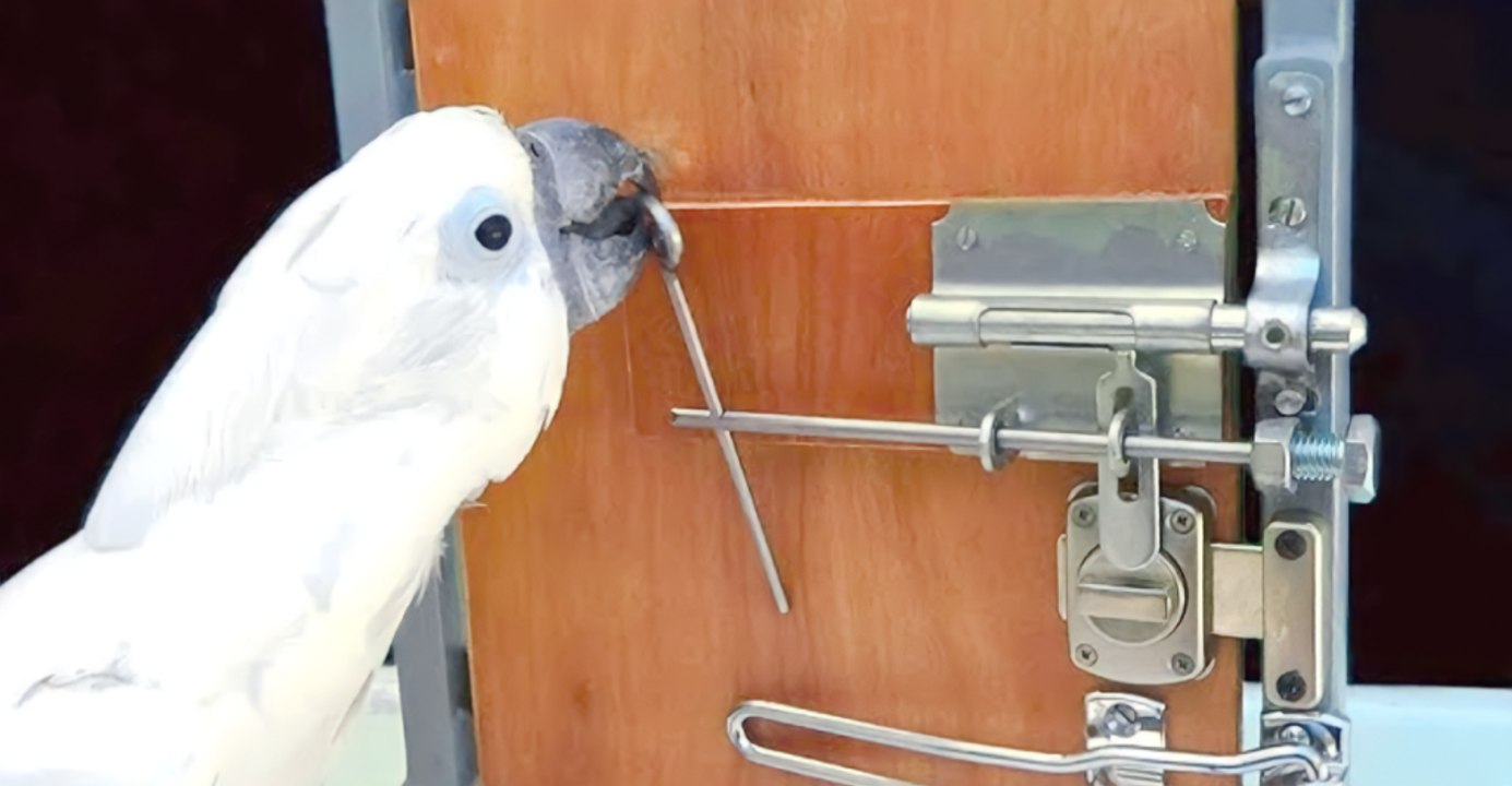 Meet 12 Animals Smarter Than You Think - video Dailymotion