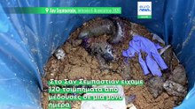 Αυξάνονται οι πορτογαλικές μέδουσες καραβέλες στην Ισπανία: Τι να κάνετε σε τσίμπημα