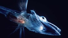 How Scientists Count Tiny Marine Creatures From Space