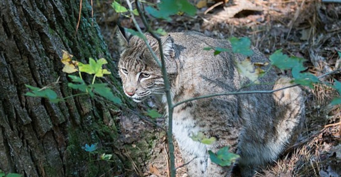 Balancing Bobcats and Farms: Innovative Paths to Peaceful Coexistence