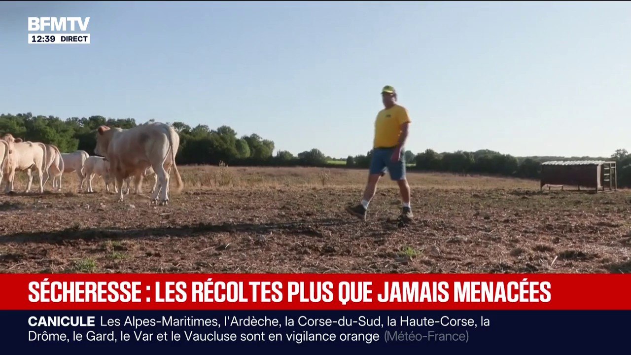 "J'ai très rarement eu des maïs aussi minables que ça": la sécheresse menace les récoltes