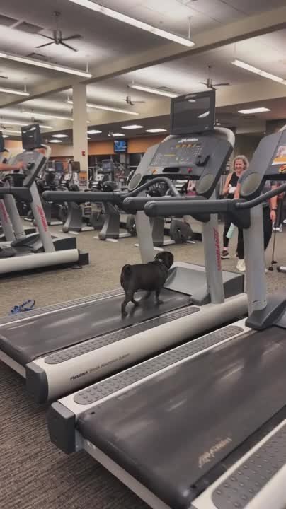 Pug Walks on Treadmill at the Gym