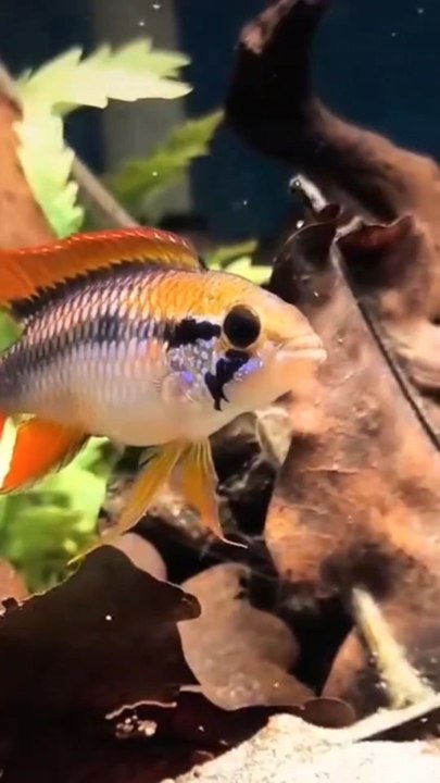 LE POISSON LE PLUS SOUS-COTÉ D'EAU DOUCE ! (Apistogramma Agassizii)