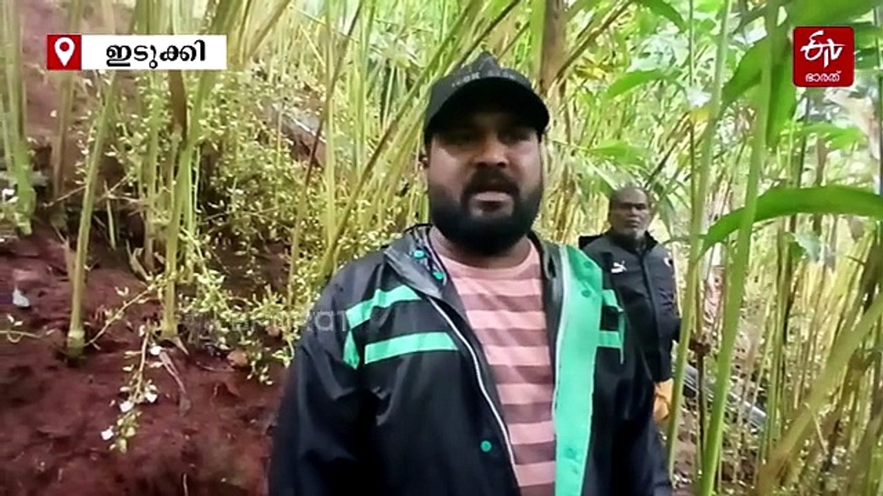 ഏലക്കർഷകരുടെ ഉറക്കം കെടുത്തി വീണ്ടും മോഷണം; നഷ്‌ടമായത് 300 കിലയോളം വിളവ്