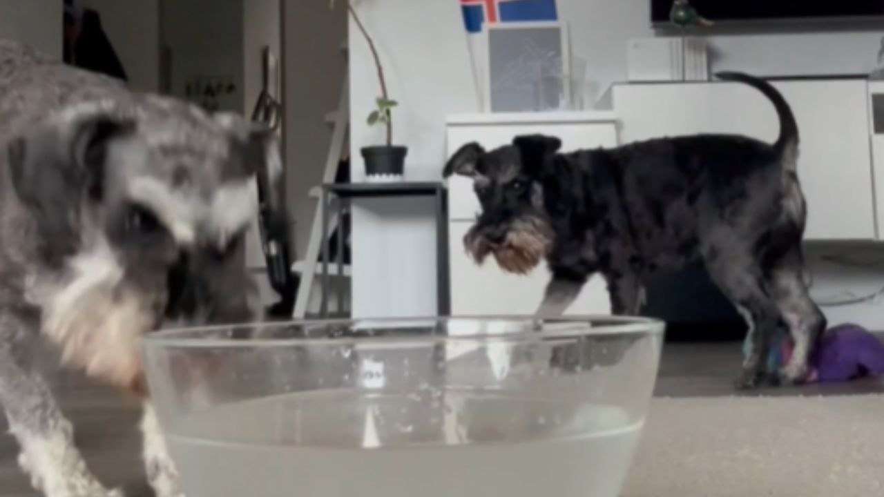 One Misstep And The Treat Gets Complicated