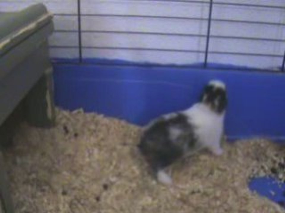 Bébés lapins 15 jours1