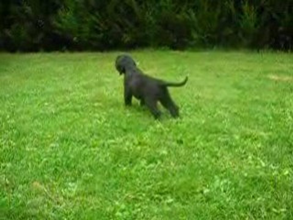 Adshanta boys 5 weeks E litter