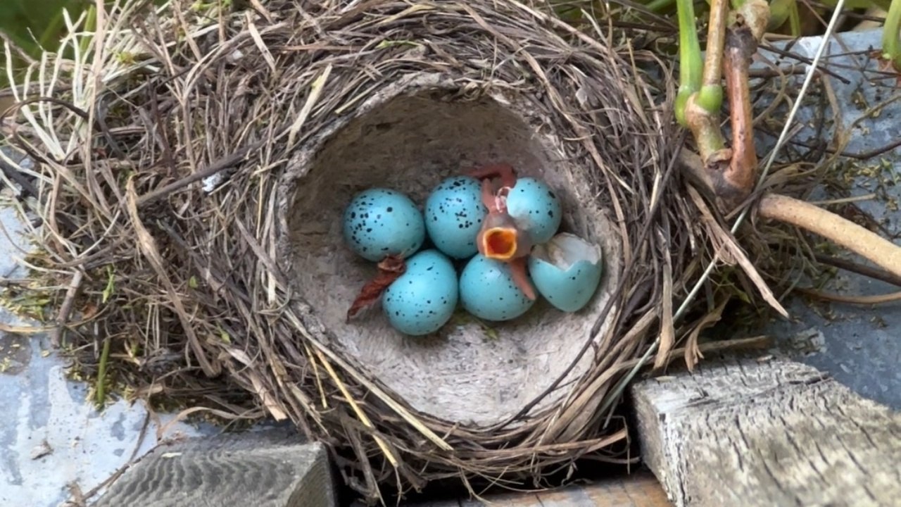 Chick Breaks Free From Blue Egg in Nest Beneath Window