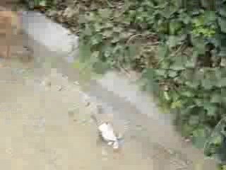 Chat va barder !