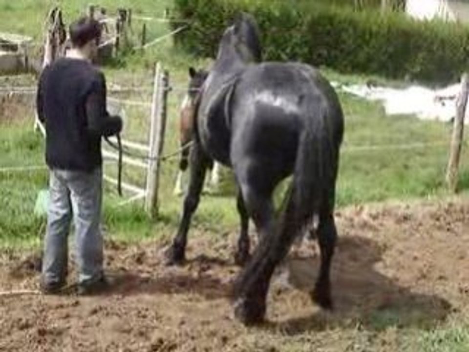 Bucéphale fait son chaud