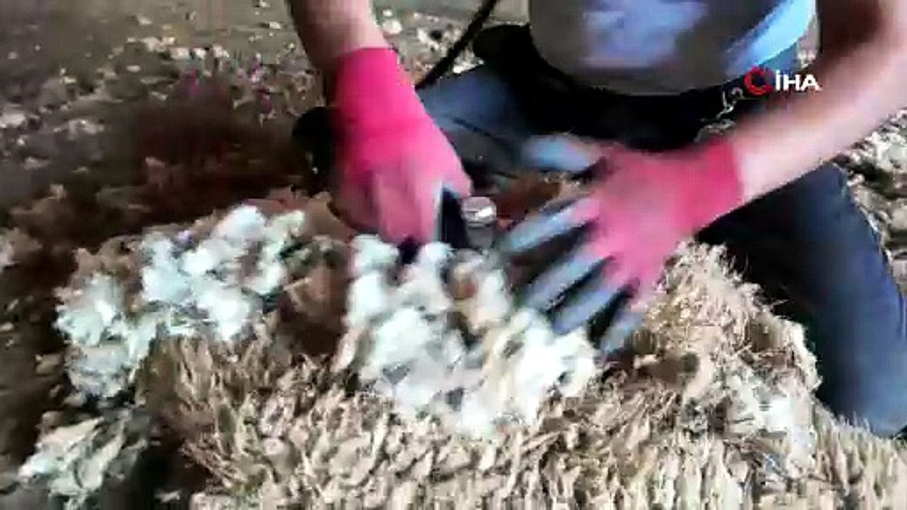 Türkiye'nin asırlık mesleği yaz aylarında aylık 250 bin TL'lik kazancıyla dudak uçuklattı